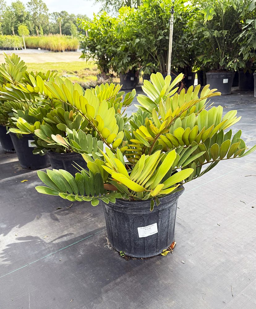 zamia-furfuracea-zamia-maritima-cardboard-palm