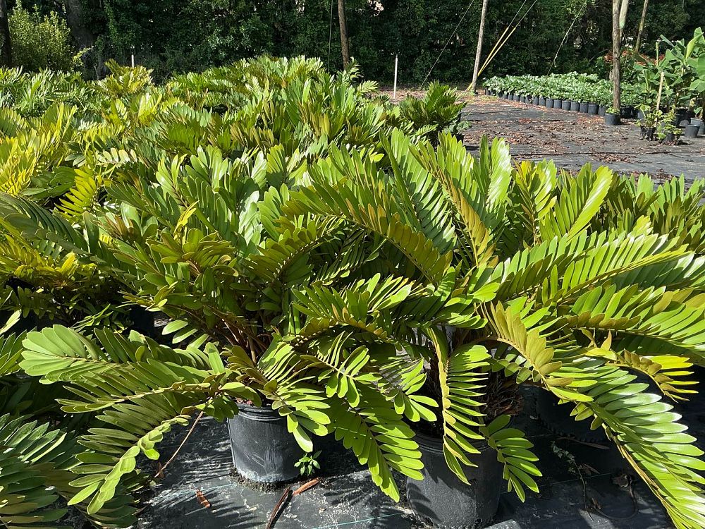 zamia-furfuracea-zamia-maritima-cardboard-palm