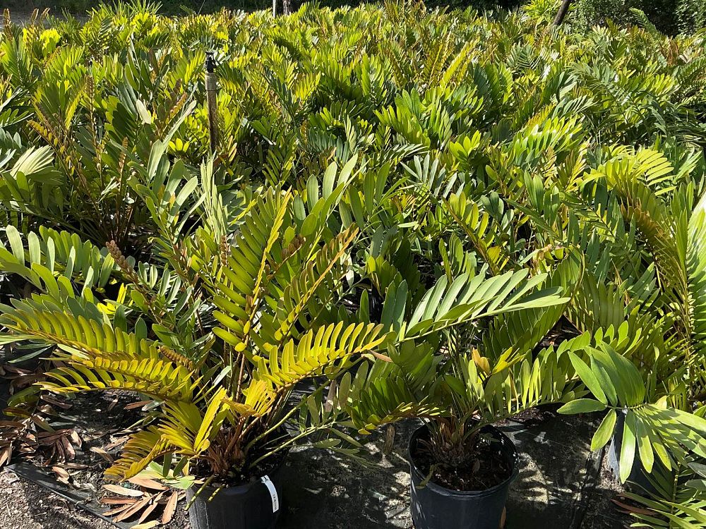 zamia-furfuracea-zamia-maritima-cardboard-palm