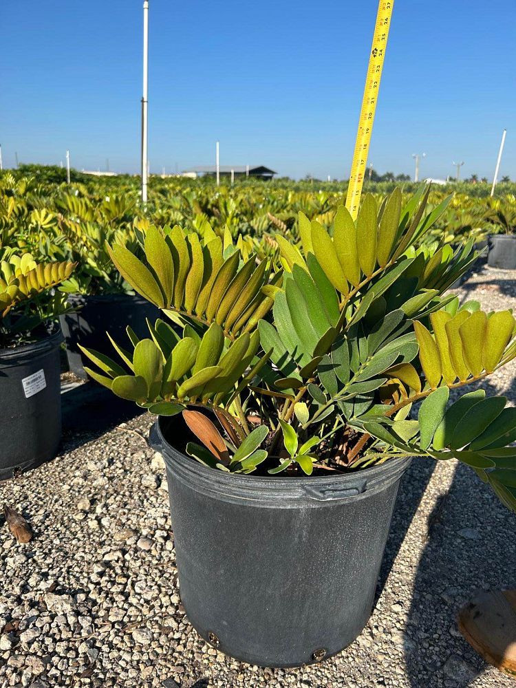 zamia-furfuracea-zamia-maritima-cardboard-palm