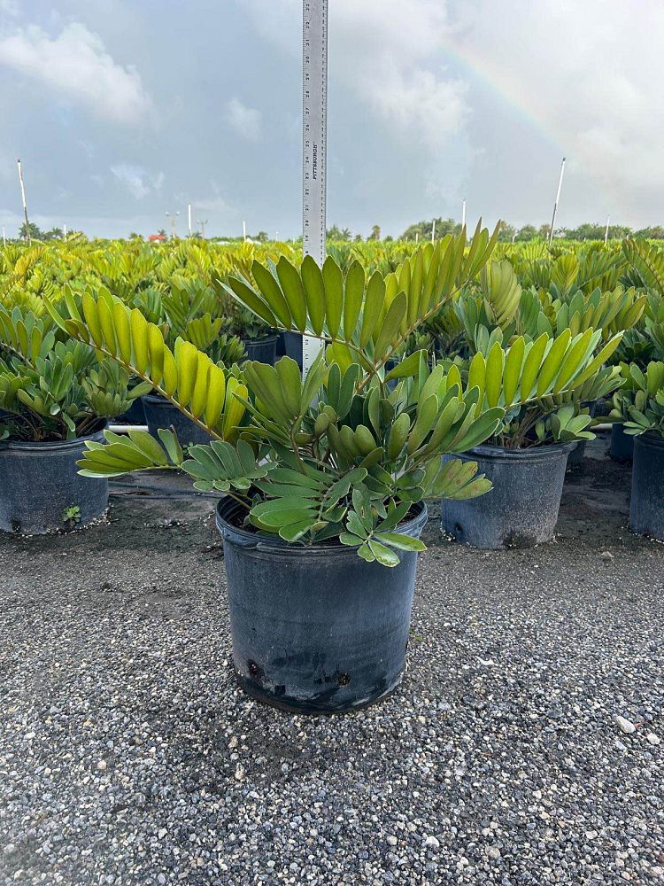 zamia-furfuracea-zamia-maritima-cardboard-palm