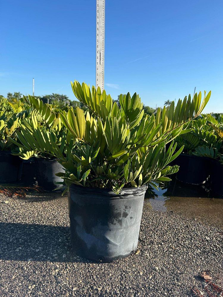 zamia-furfuracea-zamia-maritima-cardboard-palm