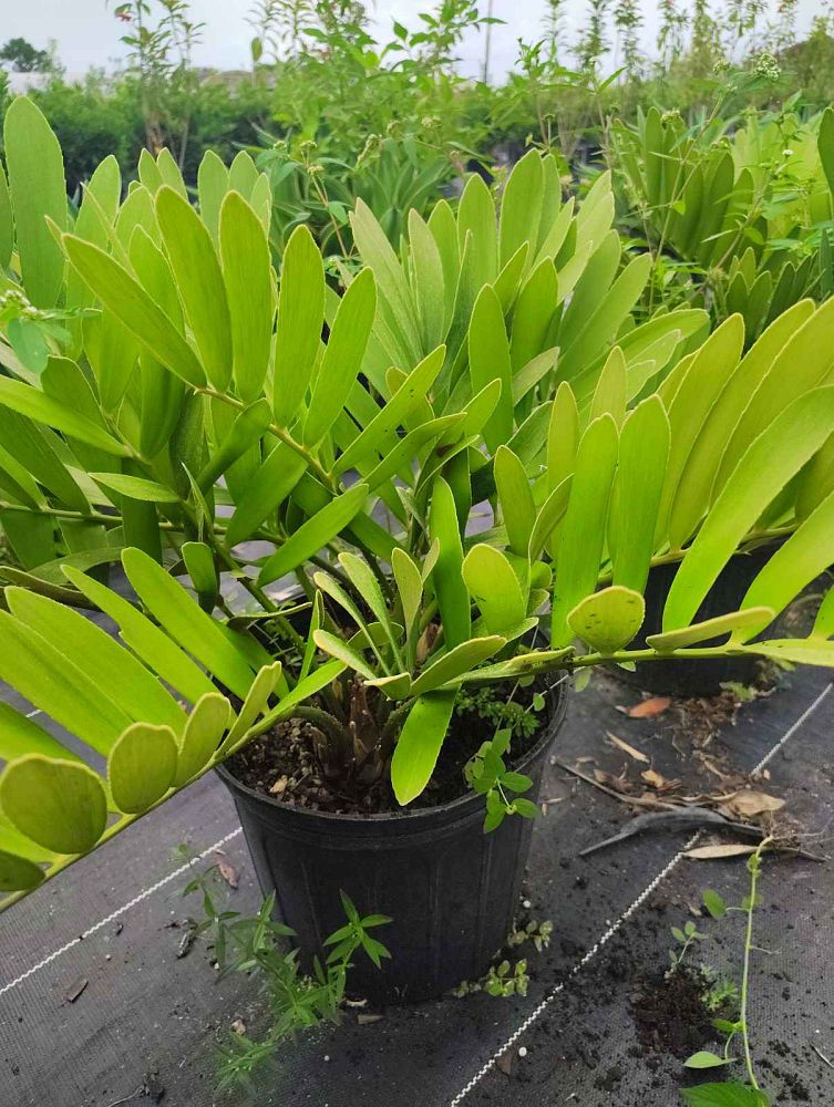 zamia-furfuracea-zamia-maritima-cardboard-palm