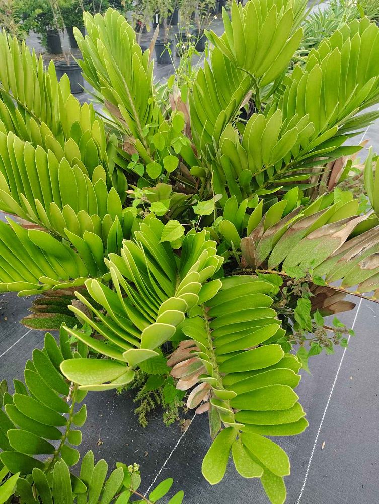 zamia-furfuracea-zamia-maritima-cardboard-palm