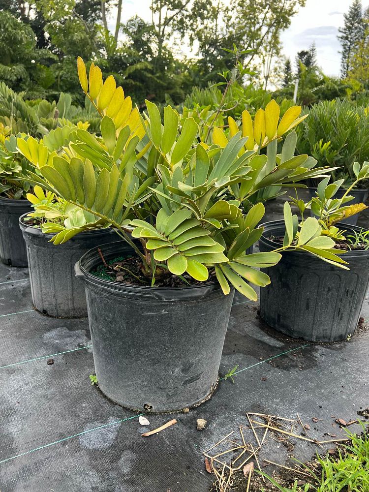 zamia-furfuracea-zamia-maritima-cardboard-palm