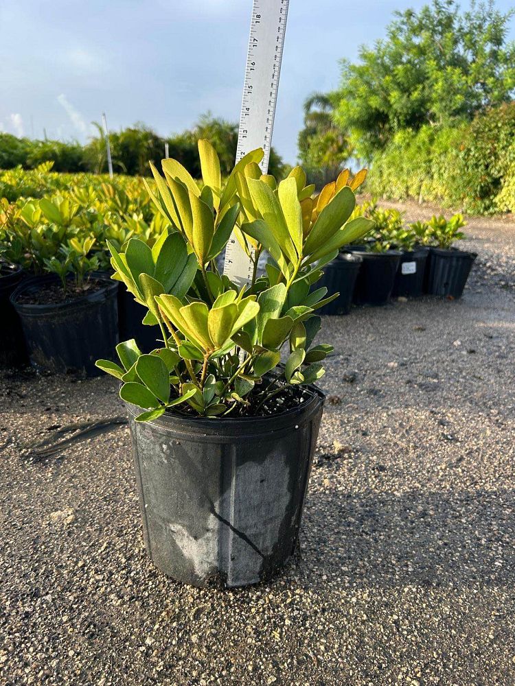 zamia-furfuracea-zamia-maritima-cardboard-palm
