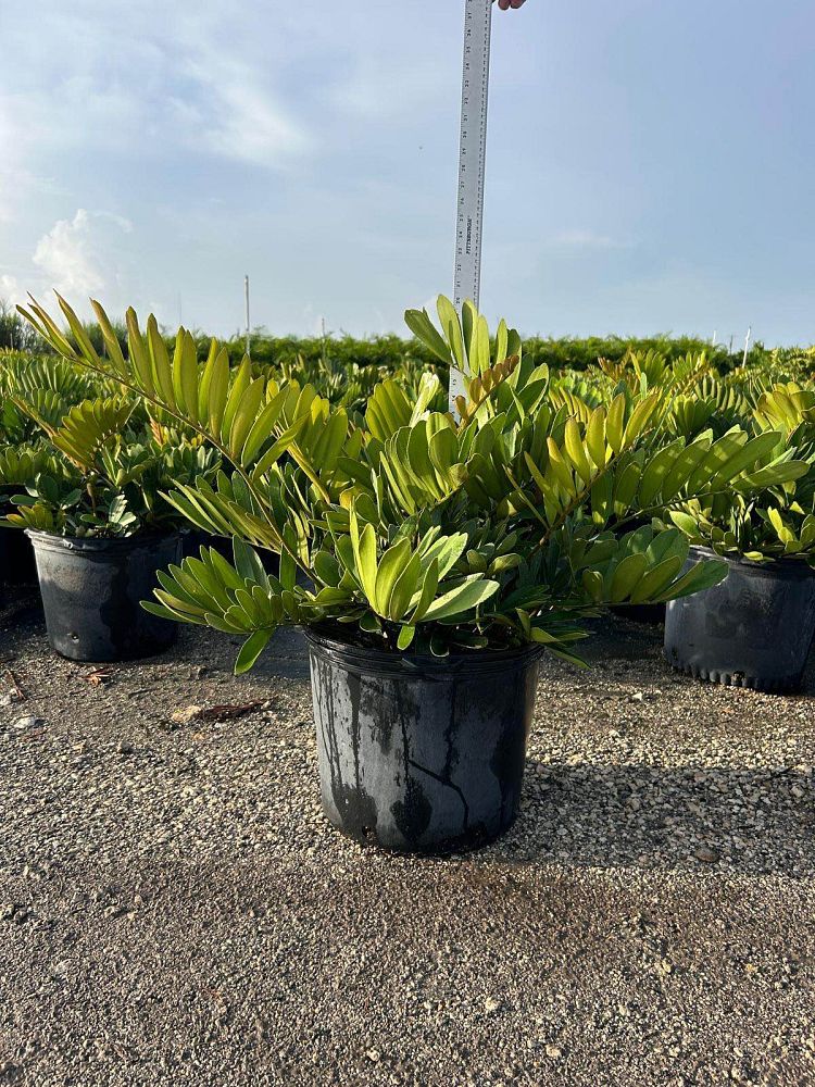 zamia-furfuracea-zamia-maritima-cardboard-palm