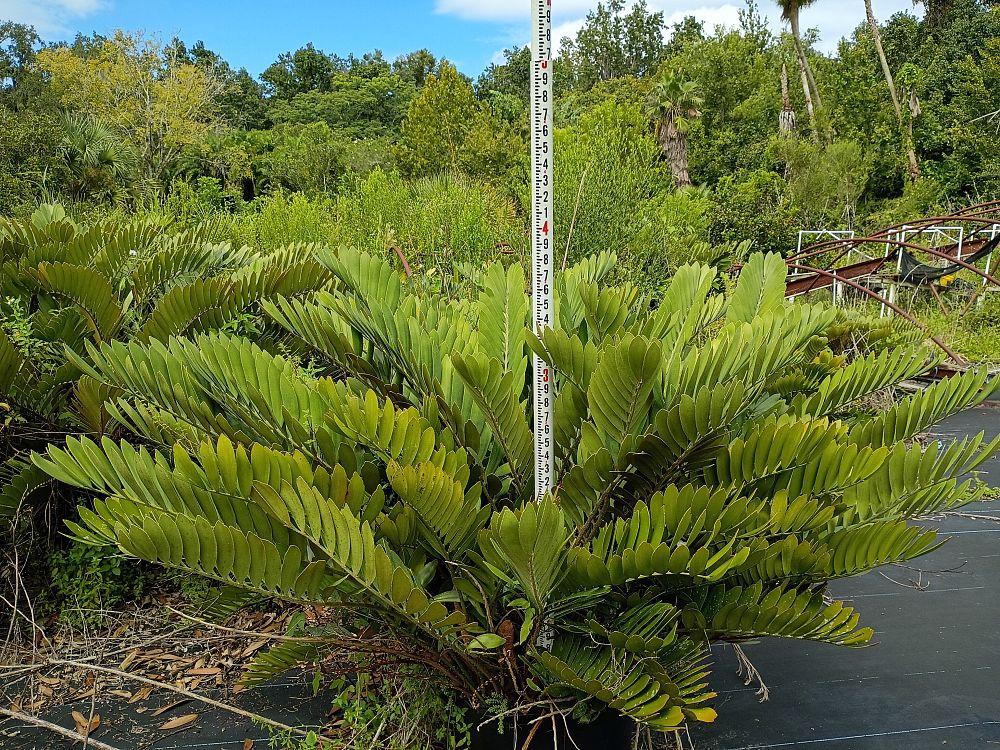 zamia-furfuracea-zamia-maritima-cardboard-palm