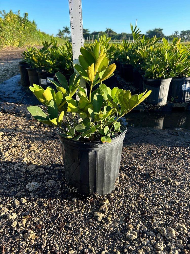 zamia-furfuracea-zamia-maritima-cardboard-palm