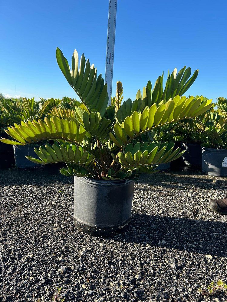 zamia-furfuracea-zamia-maritima-cardboard-palm