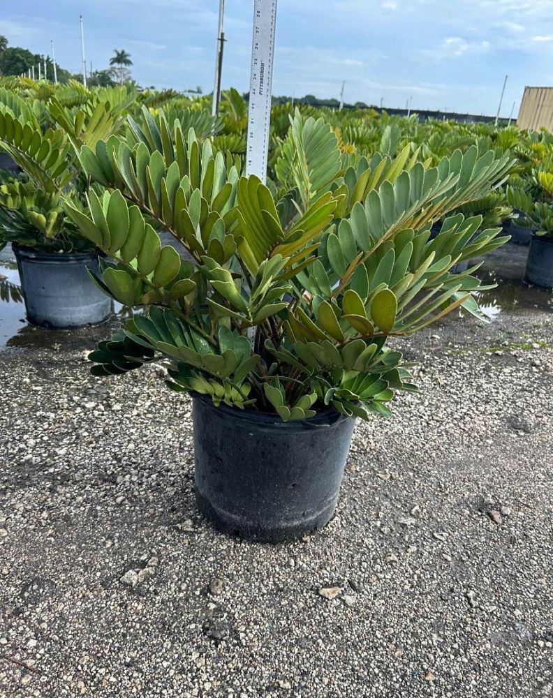 zamia-furfuracea-zamia-maritima-cardboard-palm