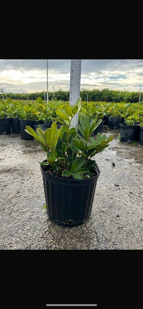 zamia-furfuracea-zamia-maritima-cardboard-palm