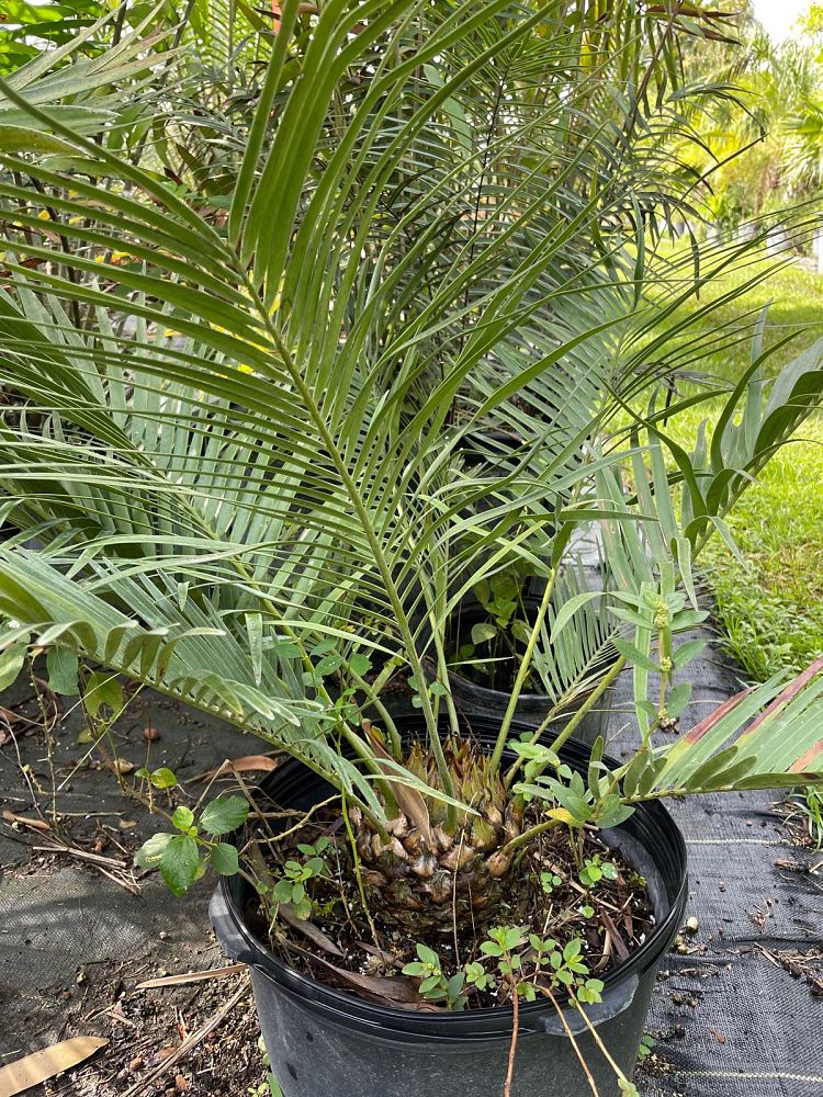 zamia-inermis