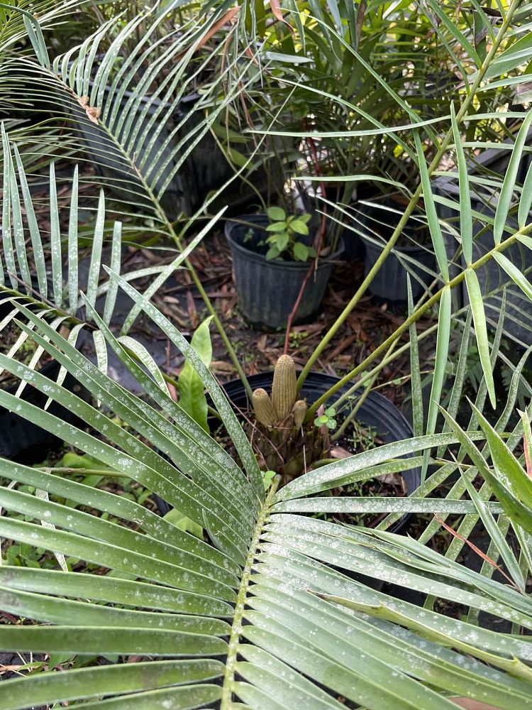 zamia-inermis