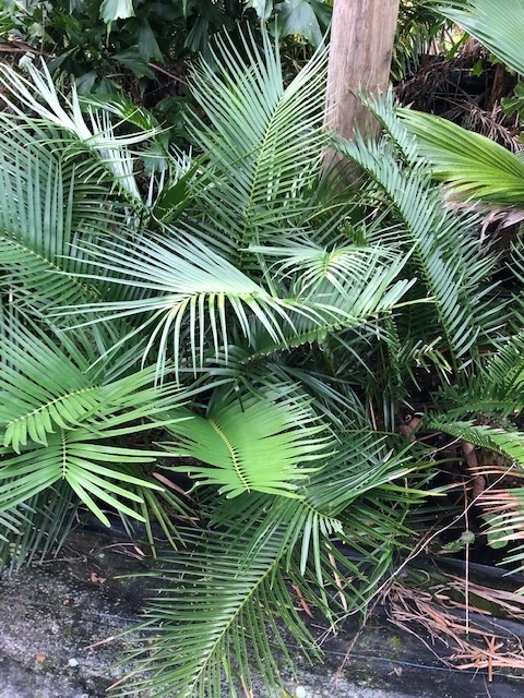 zamia-inermis