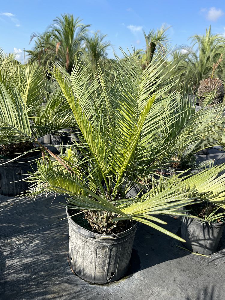 zamia-inermis