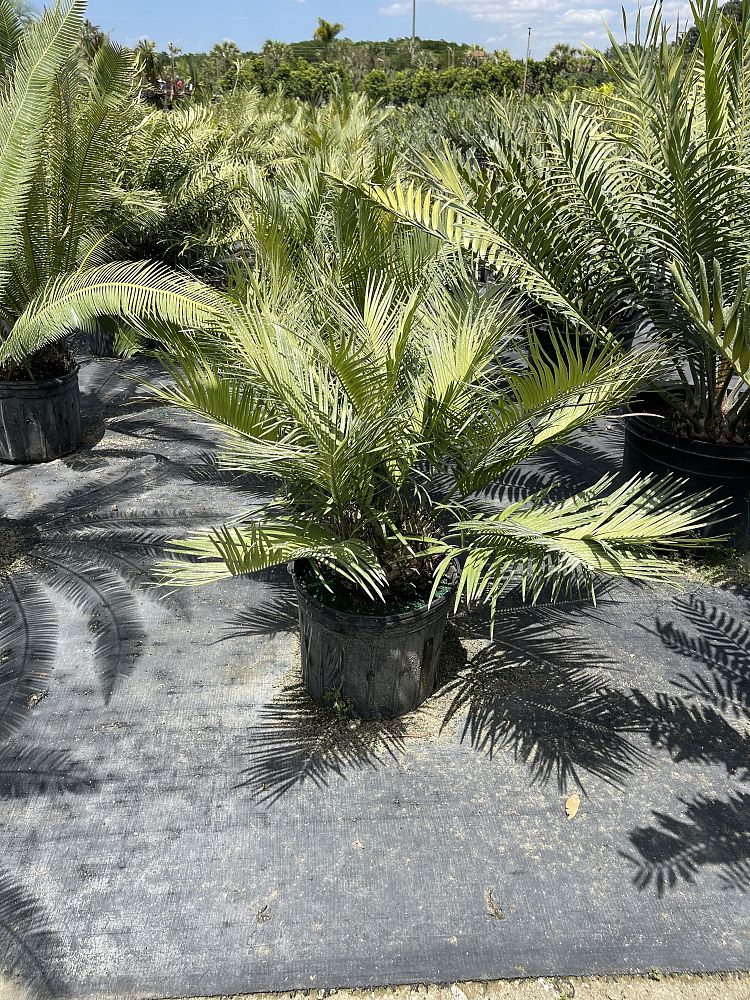 zamia-inermis