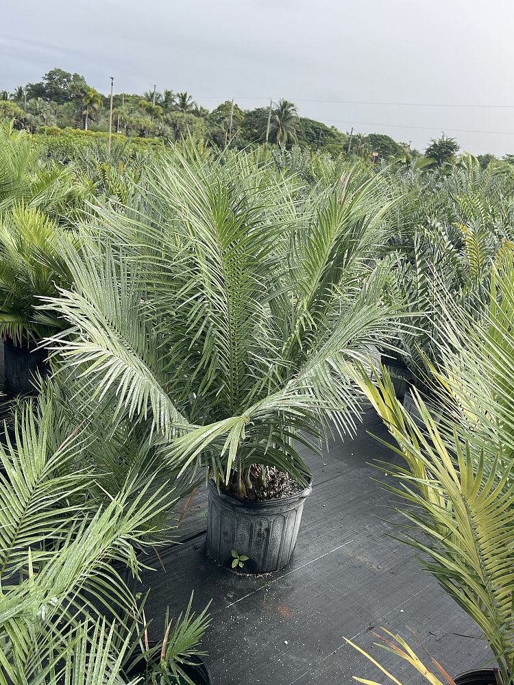 zamia-inermis
