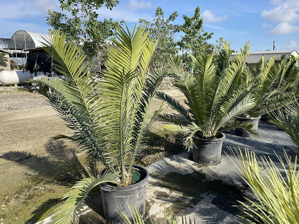 zamia-inermis