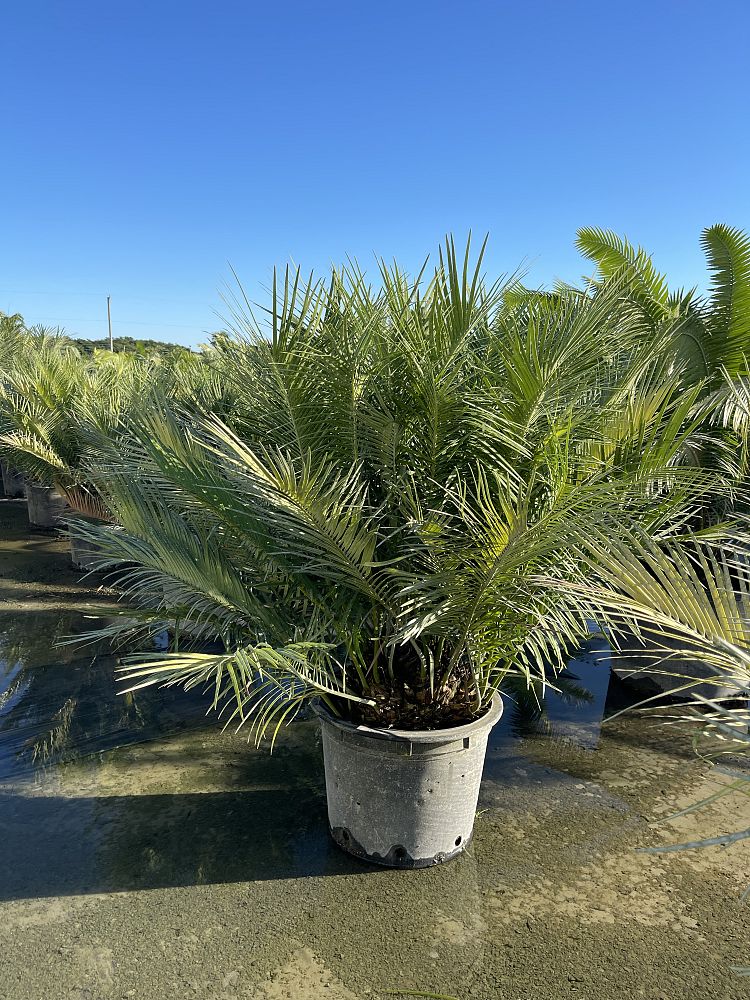 zamia-inermis