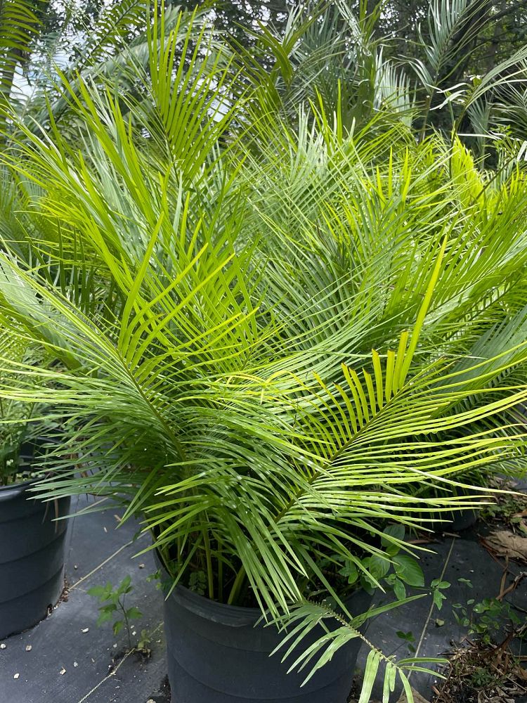 zamia-inermis