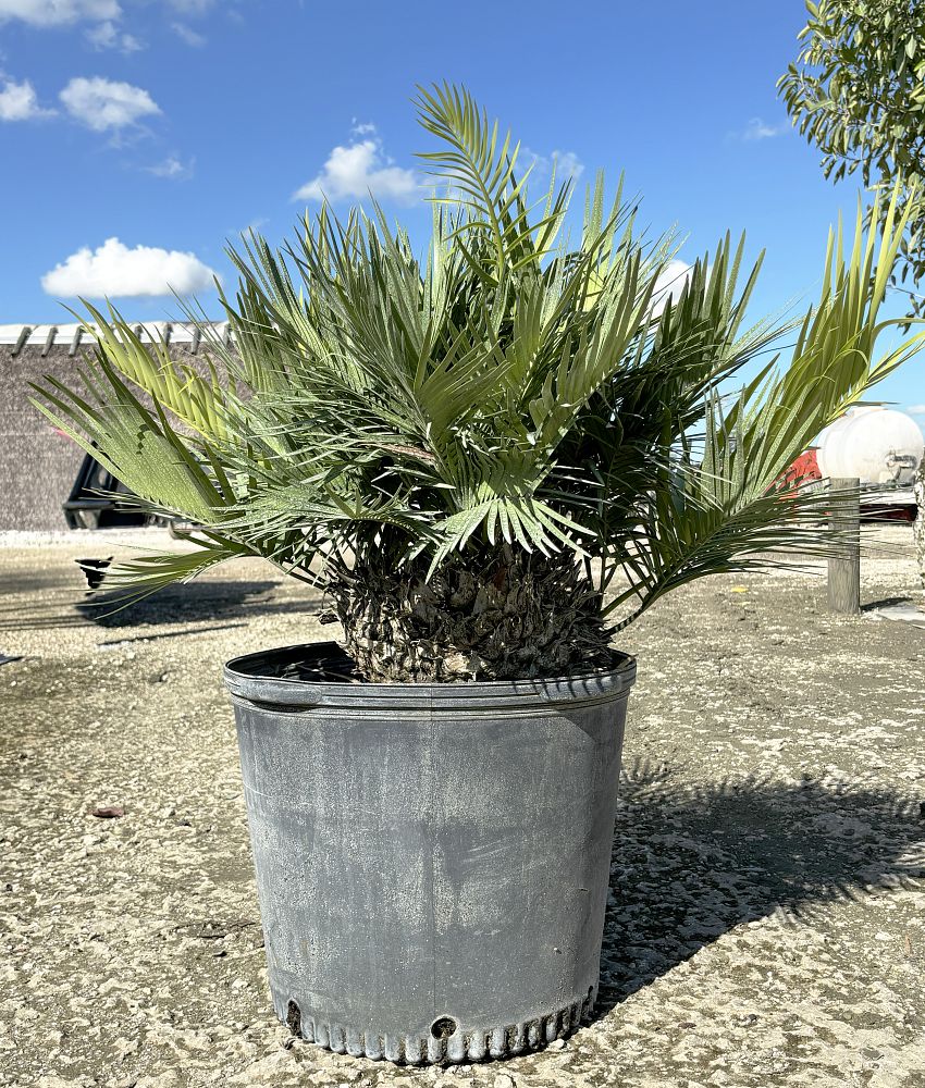 zamia-inermis