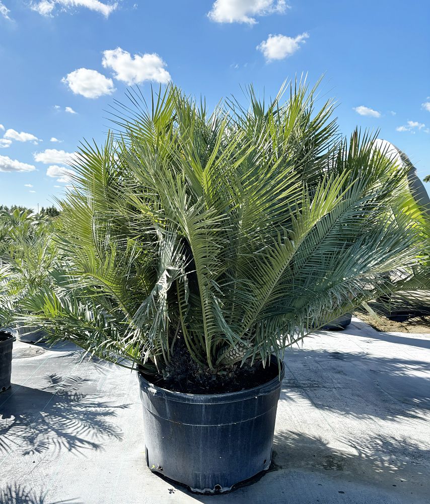 zamia-inermis