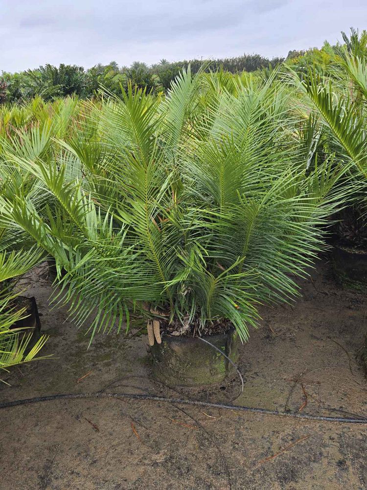 zamia-inermis