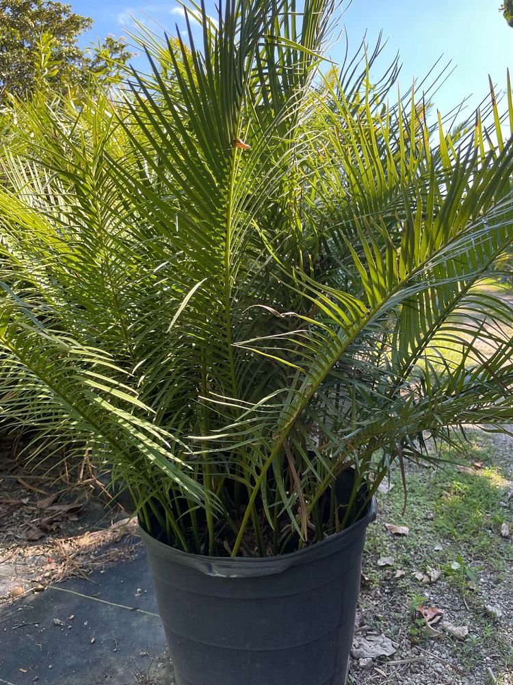 zamia-inermis