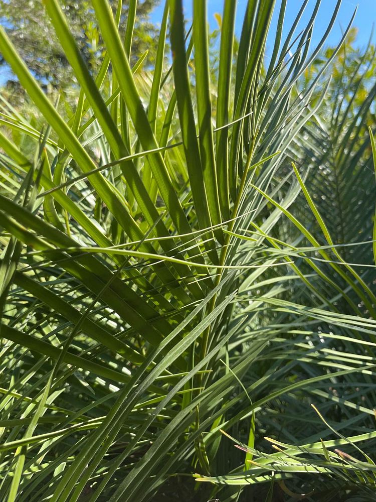 zamia-inermis