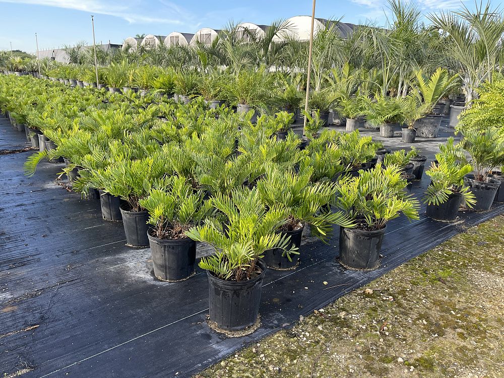 zamia-integrifolia