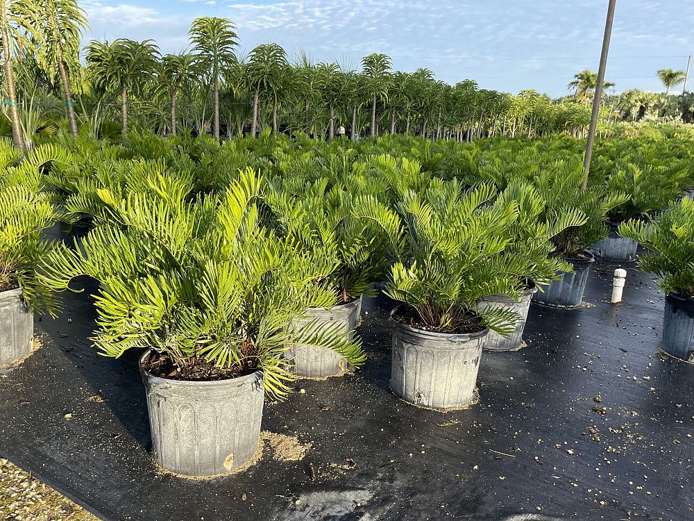 zamia-integrifolia