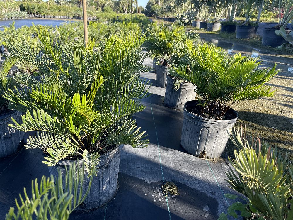 zamia-integrifolia