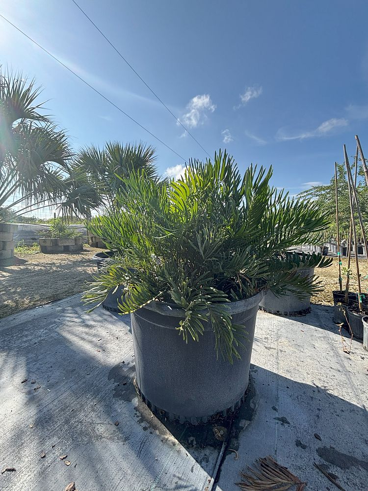zamia-integrifolia