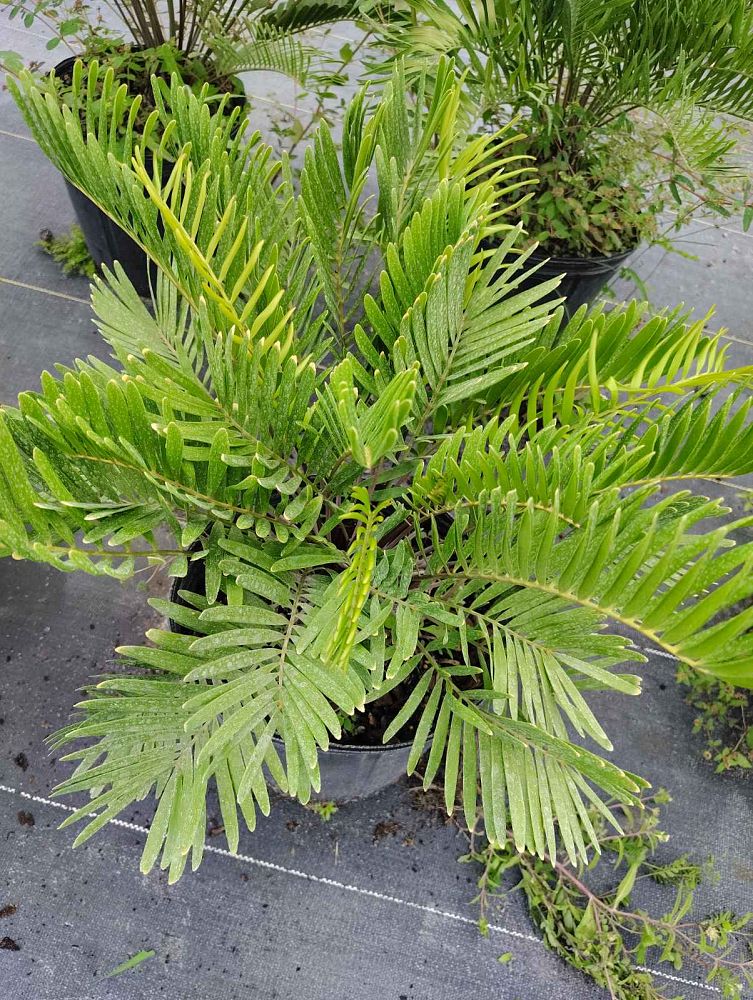 zamia-integrifolia