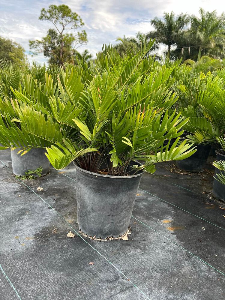 zamia-integrifolia