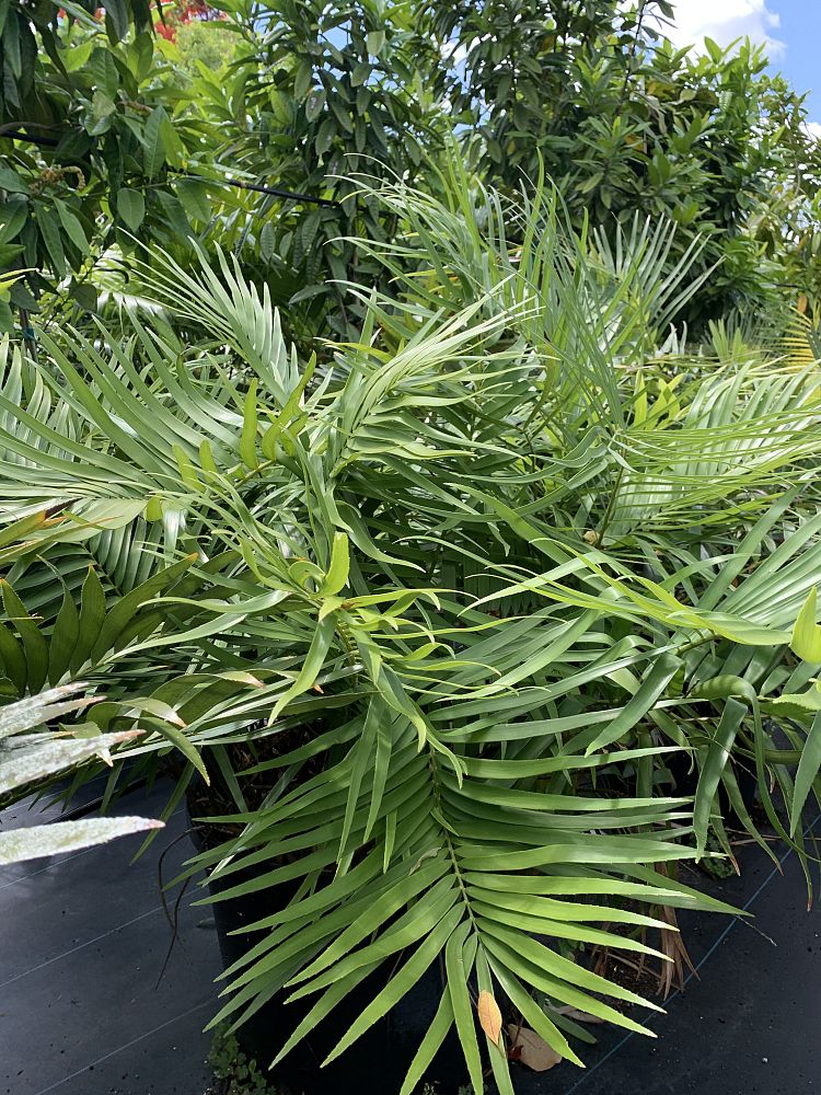 zamia-loddigesii