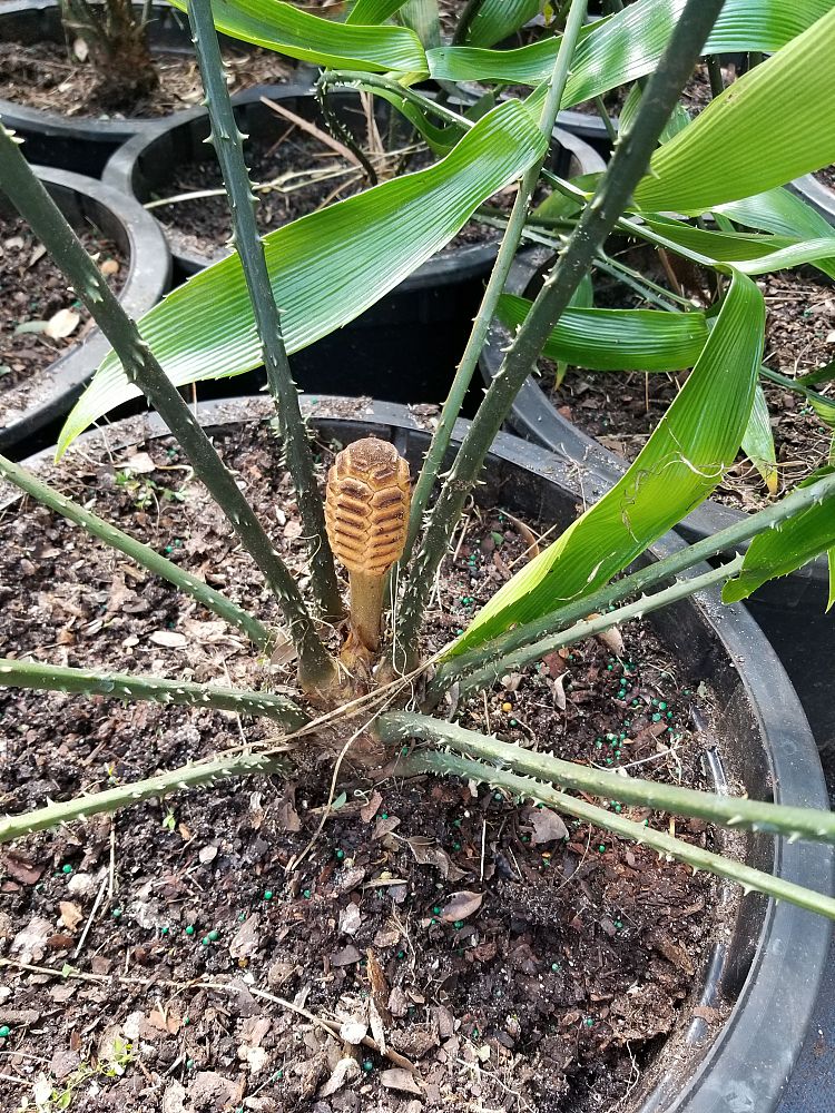 zamia-nesophila