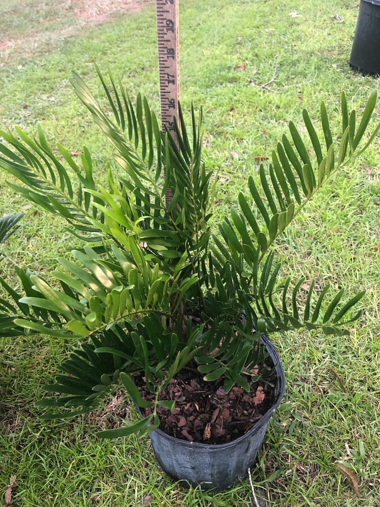 zamia-pumila-pumila-coontie