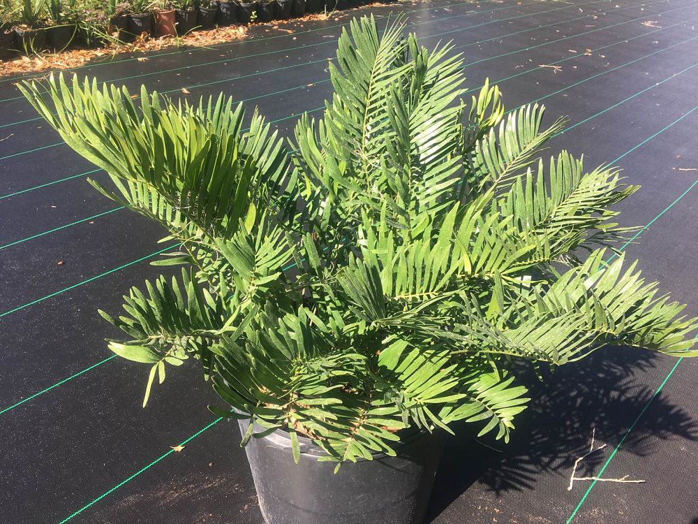 zamia-pumila-pumila-coontie