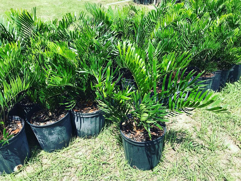 zamia-pumila-pumila-coontie