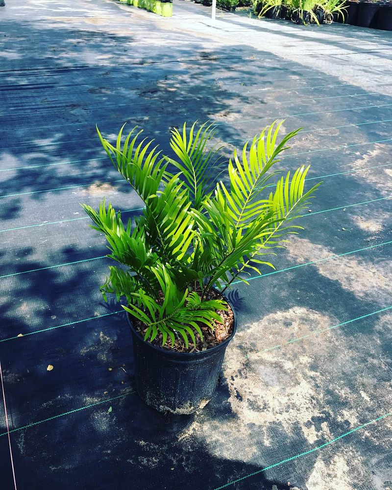 zamia-pumila-pumila-coontie