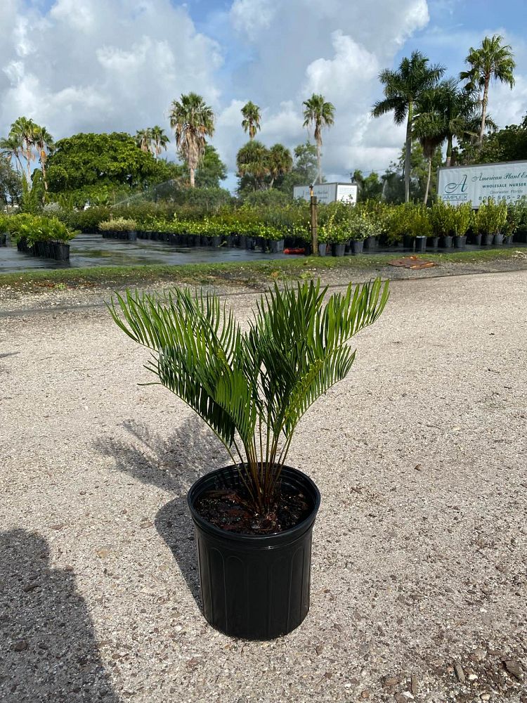 zamia-pumila-pumila-coontie