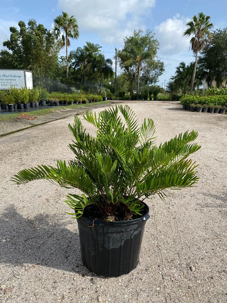 zamia-pumila-pumila-coontie