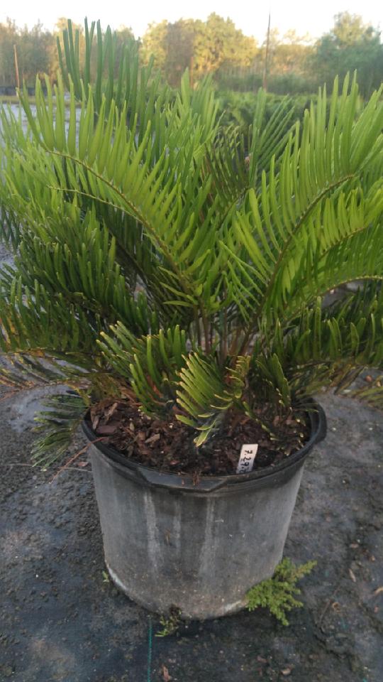 zamia-pumila-pumila-coontie