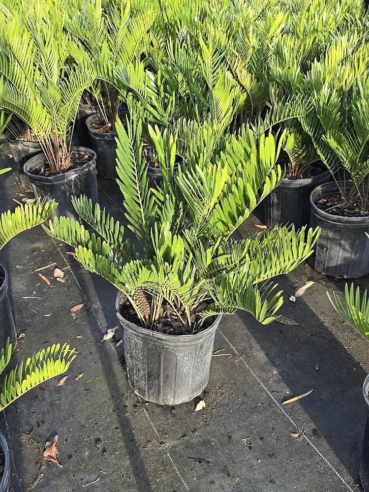 zamia-pumila-pumila-coontie
