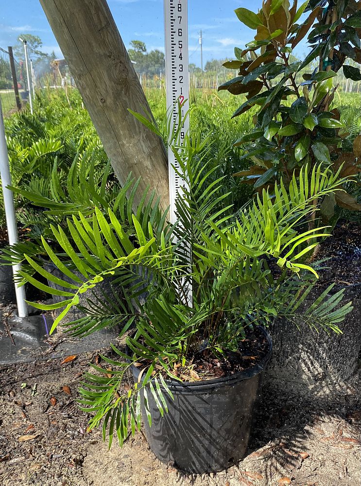 zamia-pumila-pumila-coontie