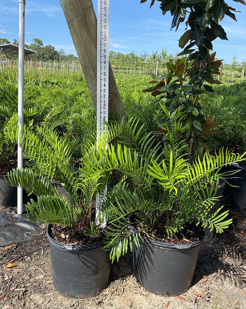 zamia-pumila-pumila-coontie