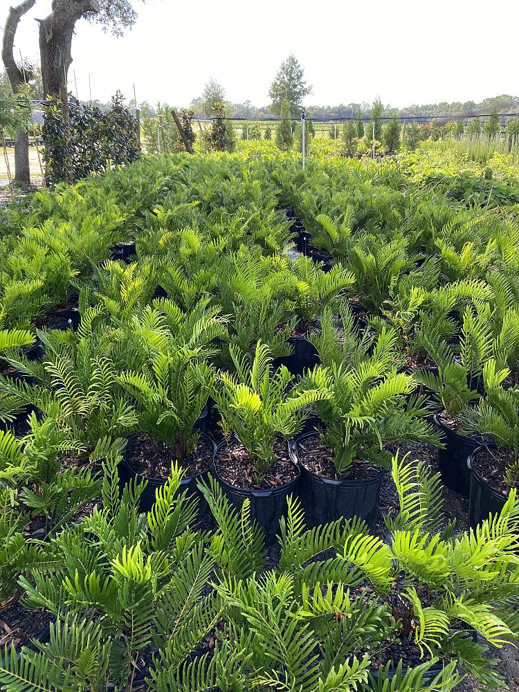 zamia-pumila-pumila-coontie