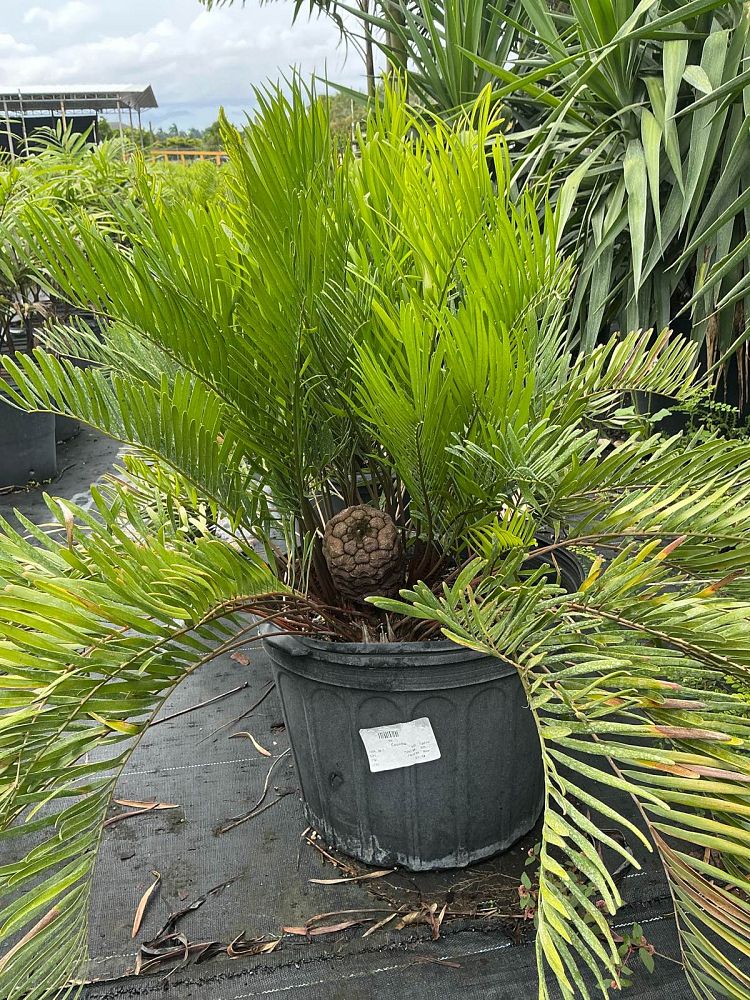 zamia-pumila-pumila-coontie